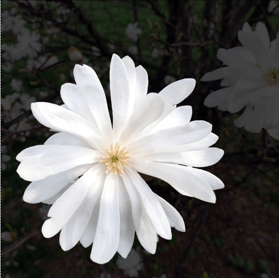 White Star Magnolia
36" x 36"
Photographic Print on Metallic Paper