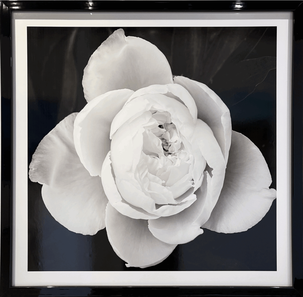 Evening Rose
36" x 36" framed
Photographic Print on Metallic Paper
$3,000